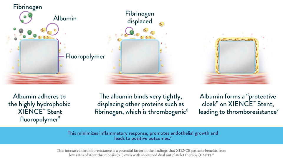 Three step graph showing how the albumin, which the XIENCE Stent’s fluoropolymer retains, minimizes inflammatory response, promotes endothelial growth and leads to positive outcomes. 