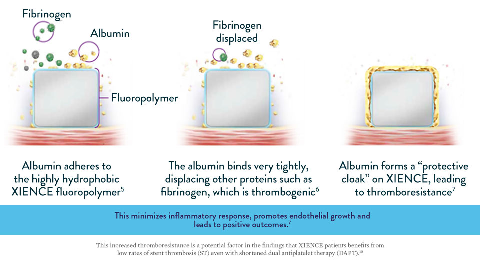 Three step graph showing how the albumin, which the XIENCE Stent’s fluoropolymer retains, minimizes inflammatory response, promotes endothelial growth and leads to positive outcomes. 