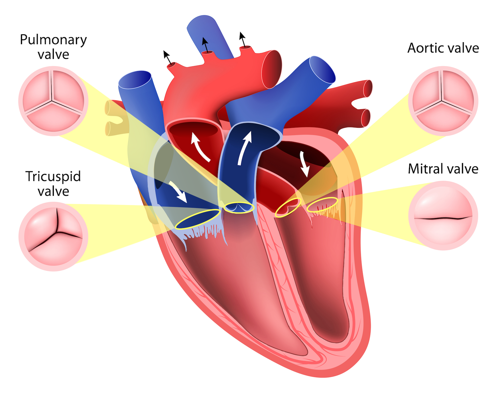 heart valves